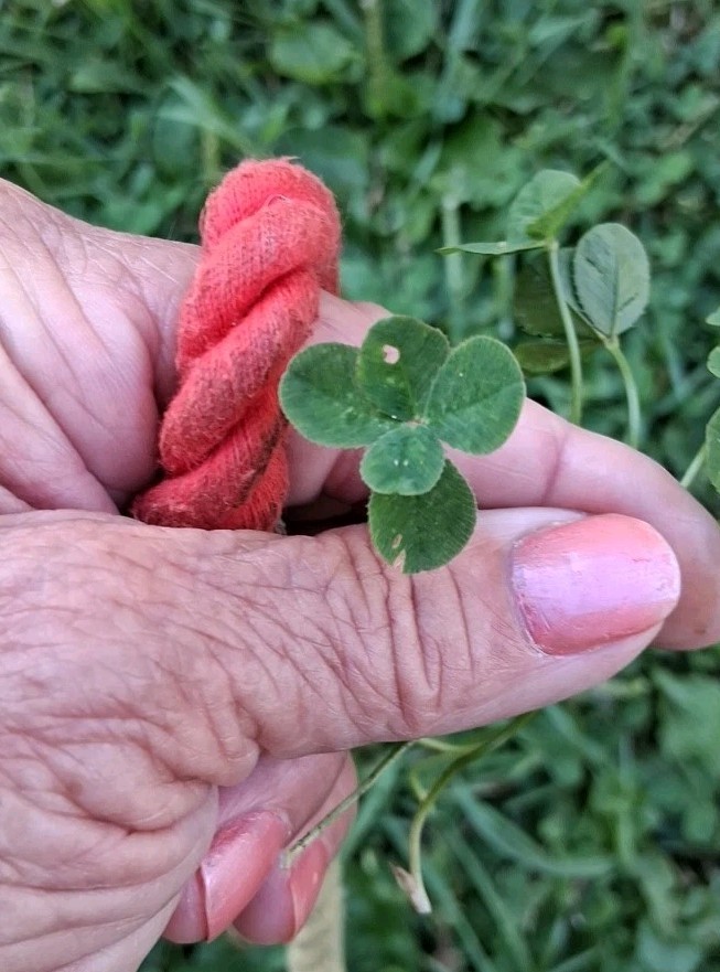 🍀RARE REAL 5 Leaf Clover 🍀 Picked 6-30-2026 10:15 AM Newark,Ohio Road Trip.