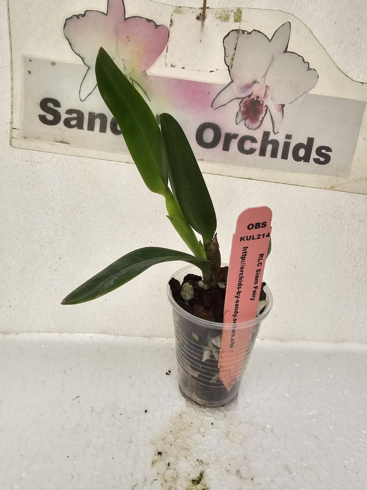 Cattleya Rlc Siam Fairy Live Orchid 2B29