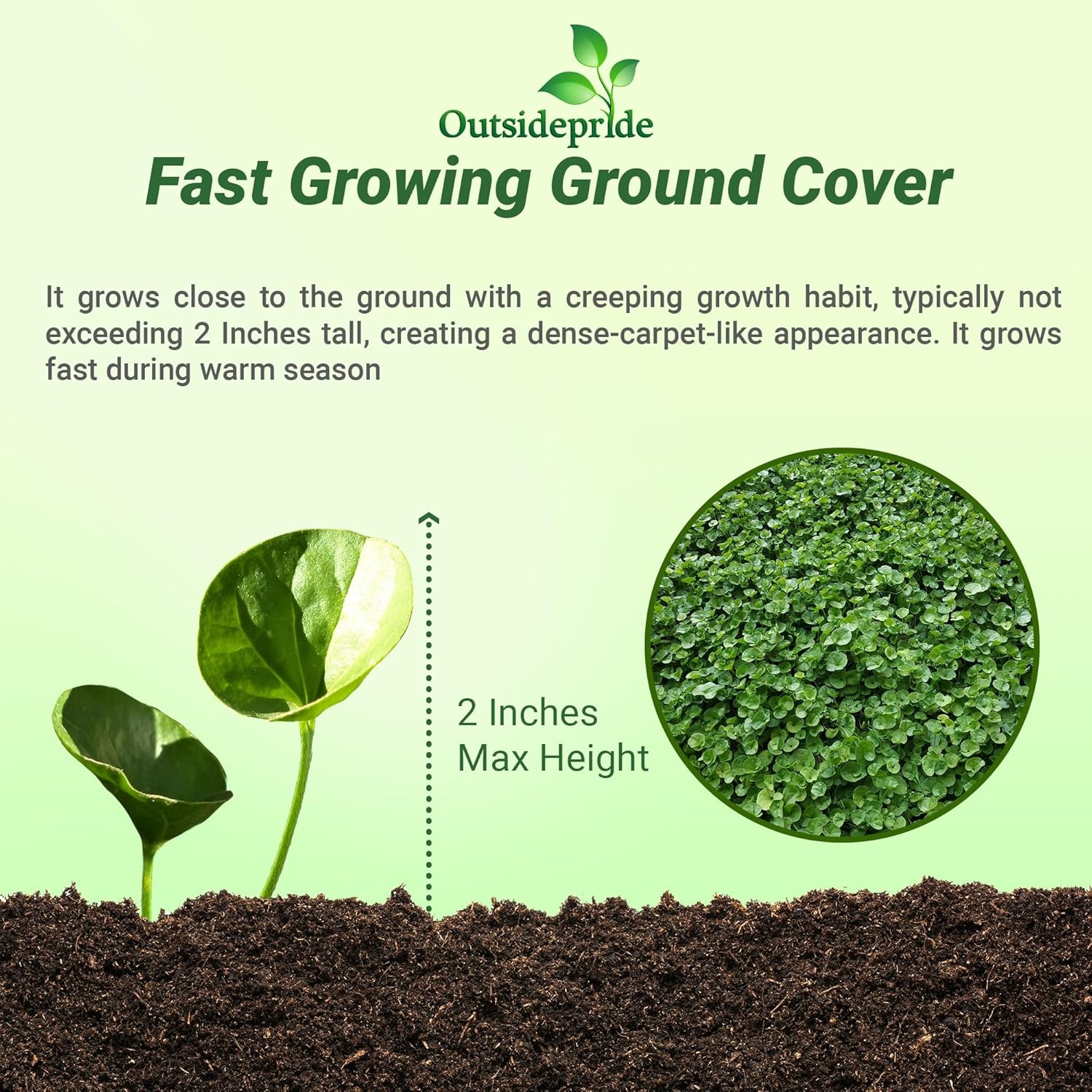 1 LB Dichondra Seed For Planting – Dichondra Repens Ground Cover Seeds