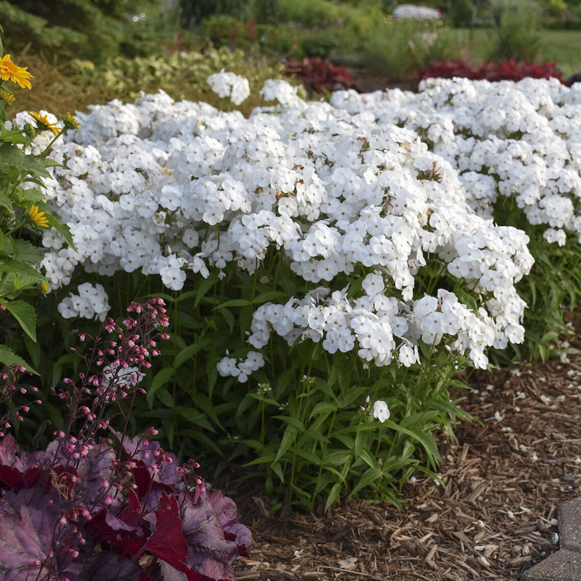 Snowflake Creeping Phlox 25 Plants in 3-1/2 inch Pots