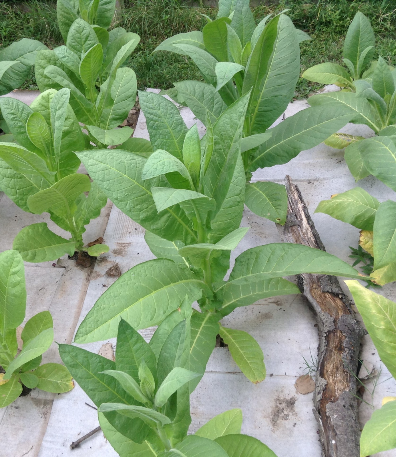 Dominican Republic Olor Tobacco seeds (1000+ per packet)