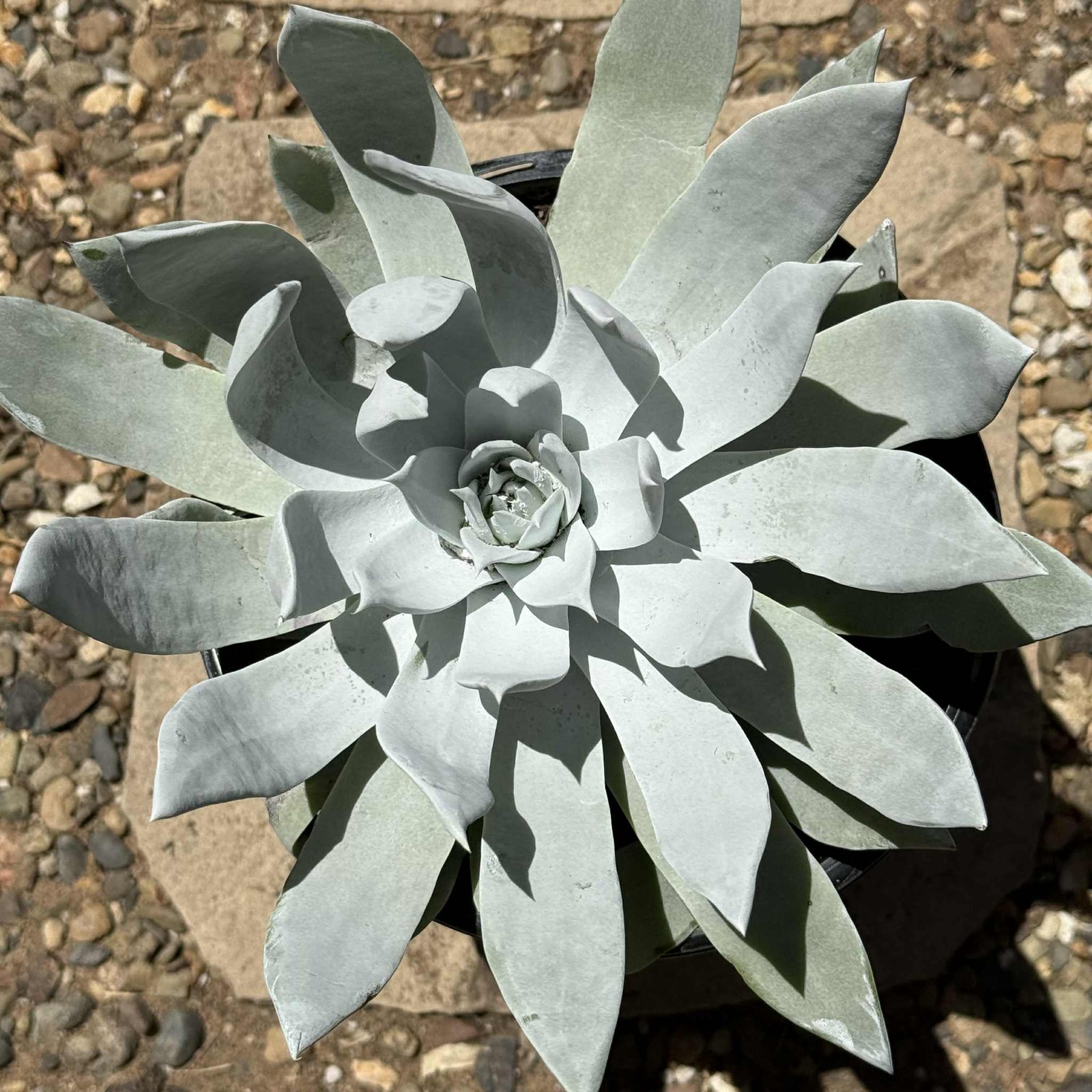 Dudleya brittonii ‘Giant Chalk’