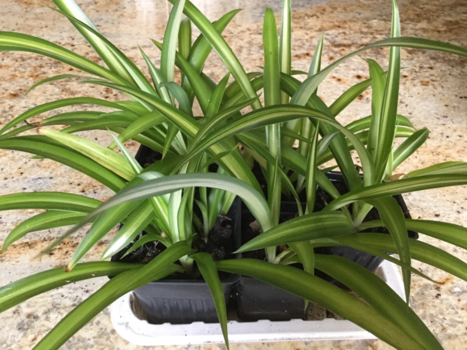 3 in. Spider Plants Chlorophytum comosum Golden Glow aka Hawaiian & variegated