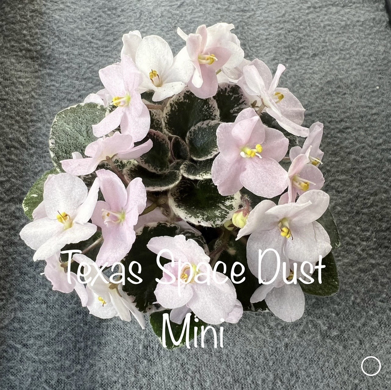 Buyers Choice Mini/Semi Mini Violet 3 Plant Collection. FREE SHIPPING!!!