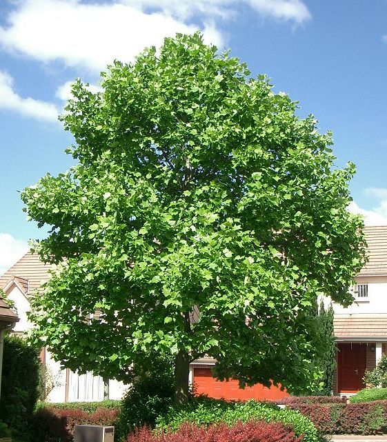 Tulip Tree, Liriodendron tulipifera, Tree Seeds