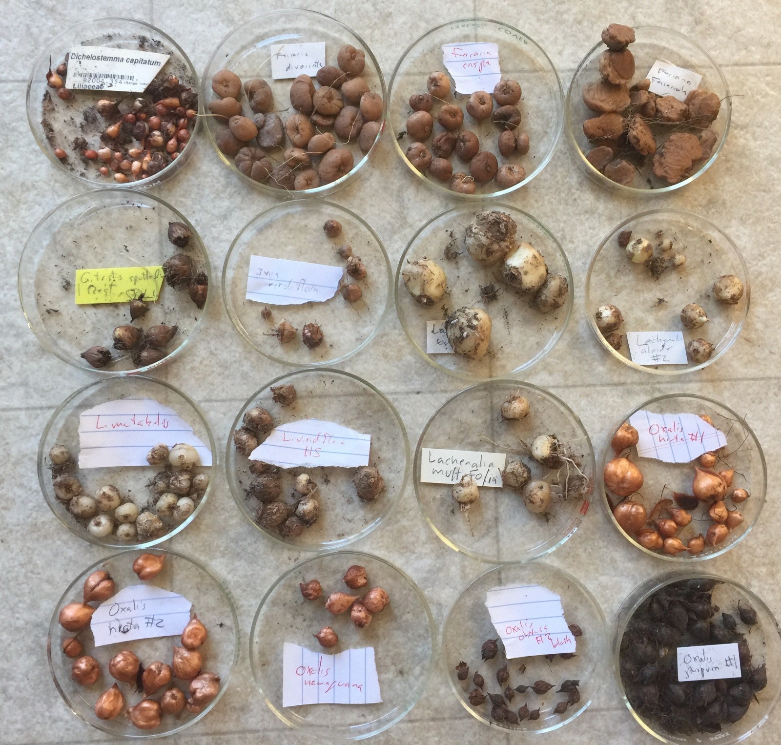 Bulbs A, CHOOSE 2: Babiana noctiflora, Gladiolus alatus, Moraea comptonii, more