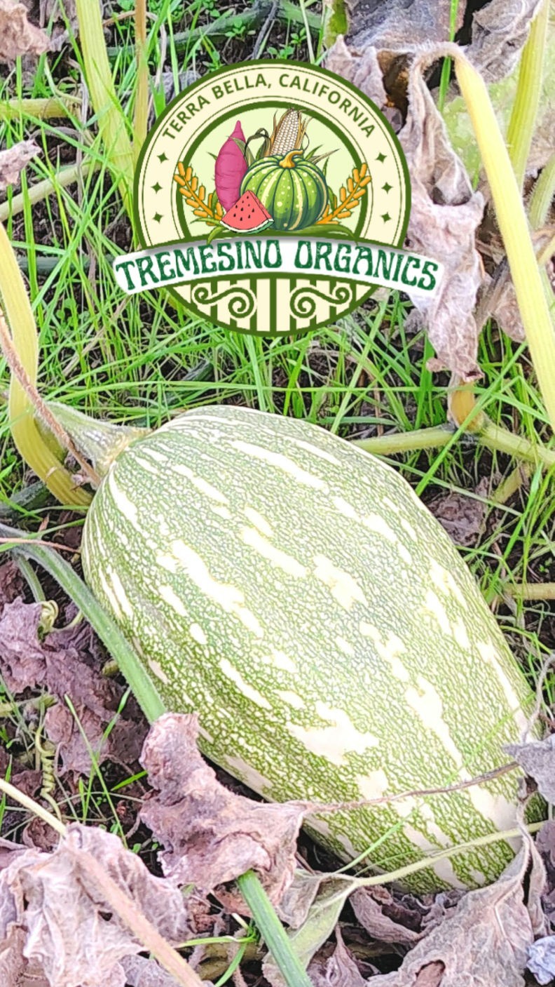 Organic Mexican Native Long Squash, 20 Seeds- Calabaza Mexicana,20 Semillas