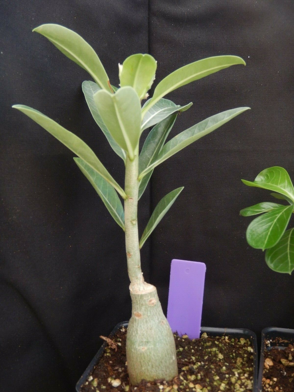 Adenium Obesum Grafted Plant “VULCANUS” Desert Rose Plant *USA SELLER*