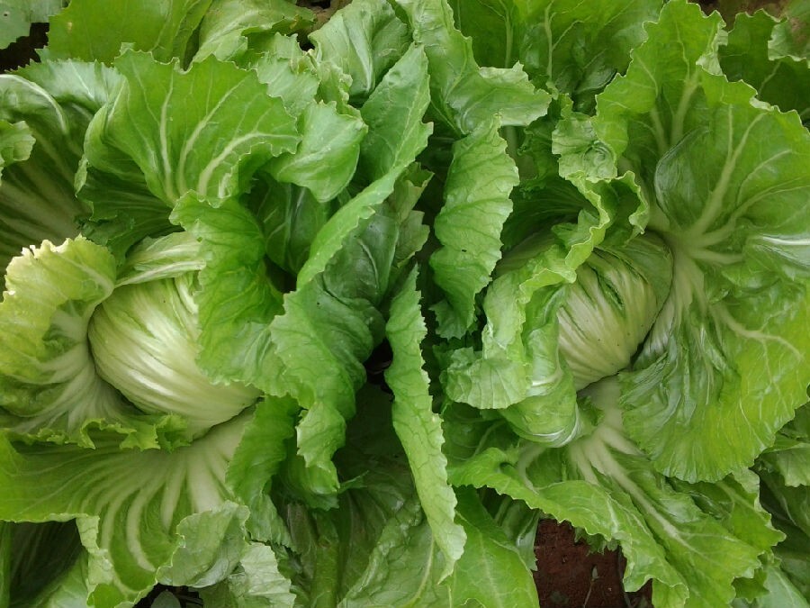 🌱Heirloom Emperor Heading Mustard 100+ Seeds Nutritious Cool Season Crop