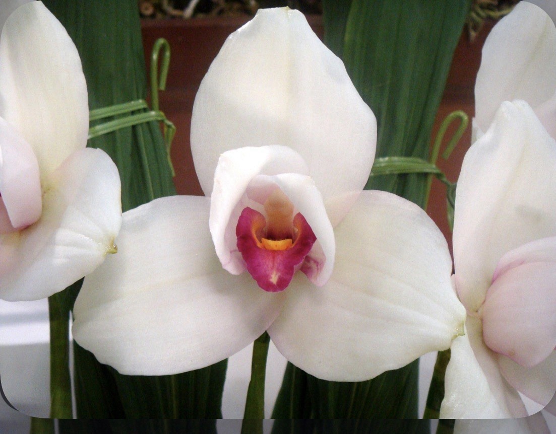 Lycaste Shoalhaven X Shonan Beat Pink White Red Orchid Hybrid NBS 4.5” Pot