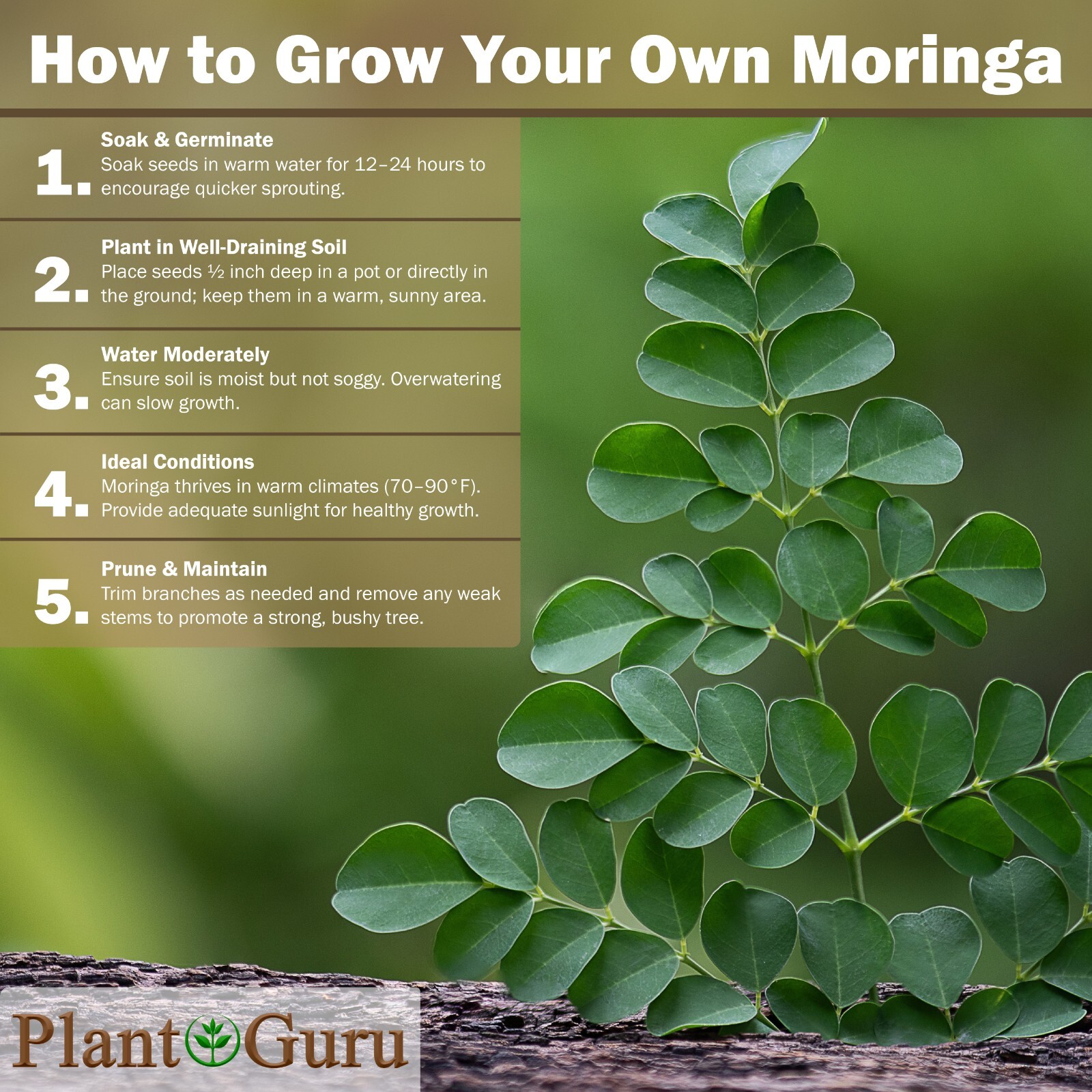 400 Moringa Oleifera Seeds 1 oz. (4 Pack) WINGLESS Fresh Semillas de Moringa