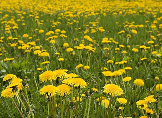.284g/Over 500 Dandelion Seeds, Heirloom NON-GMO, Fresh Seeds for Your Garden