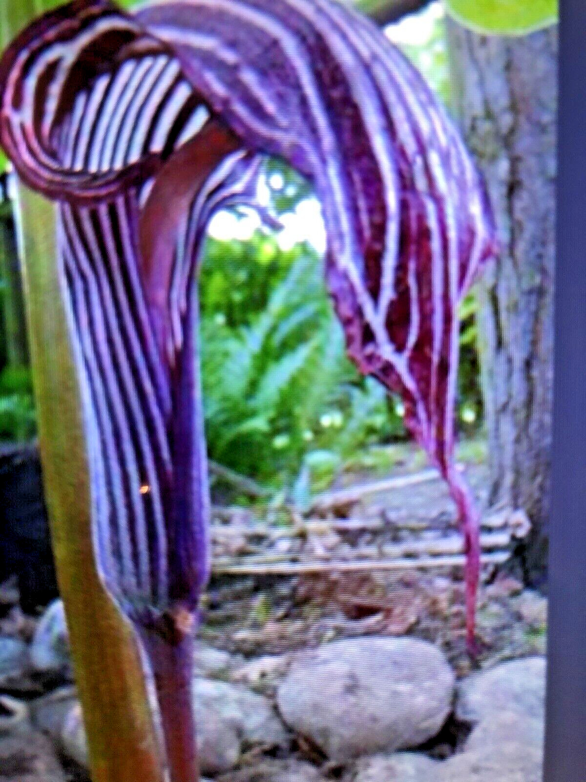 ARISAEMA FARGESII -1 Cobra Lily Bulb with Growing Shoot and Well Developed Roots