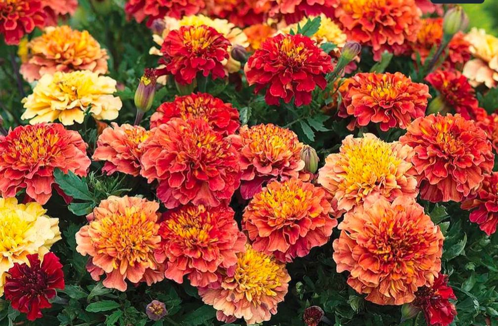 Strawberry Blonde Marigold: 20 Seeds