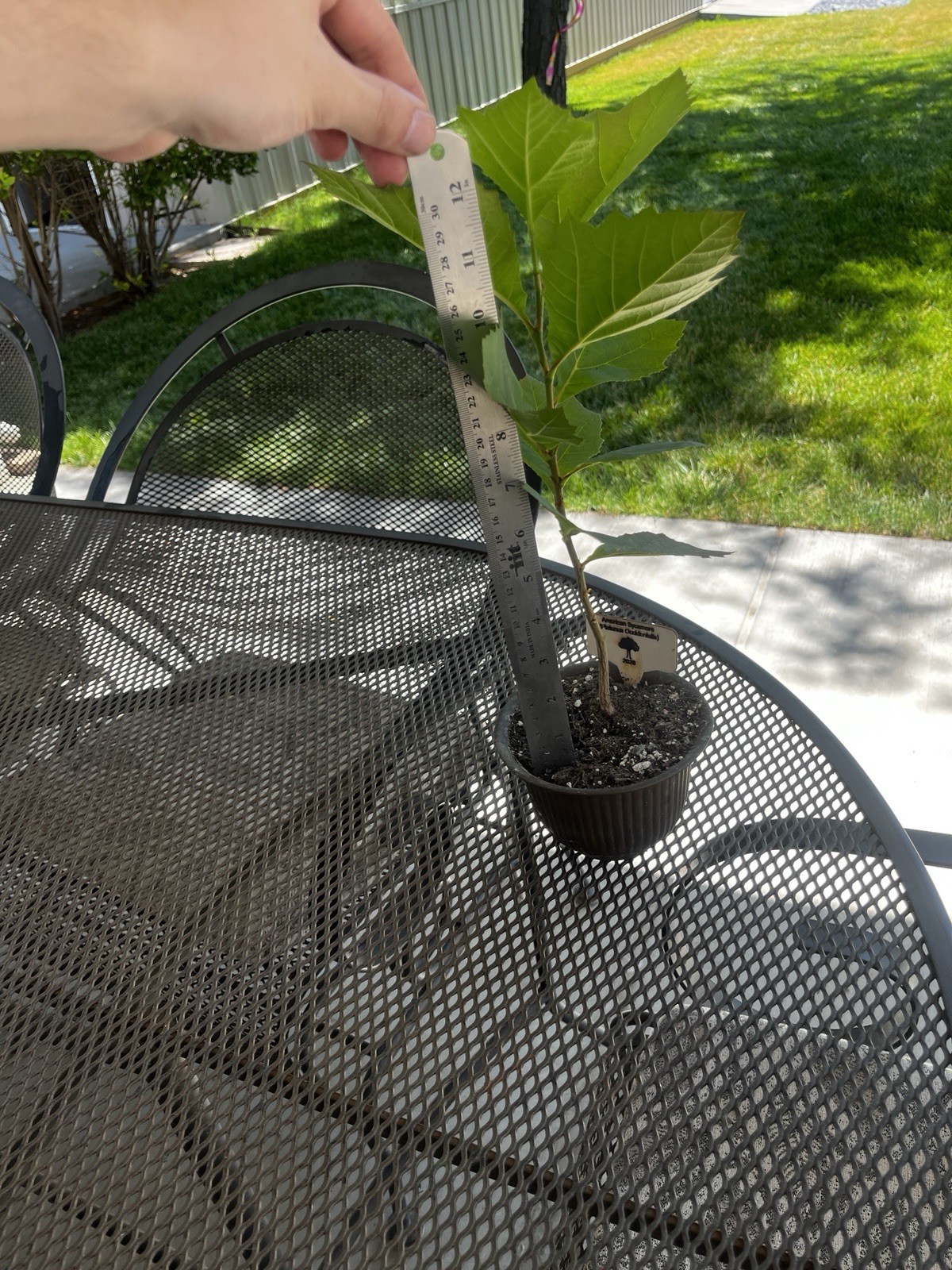 Young American Sycamore Tree 6-12″ Platanus occidentalis. Great For Bonsai!