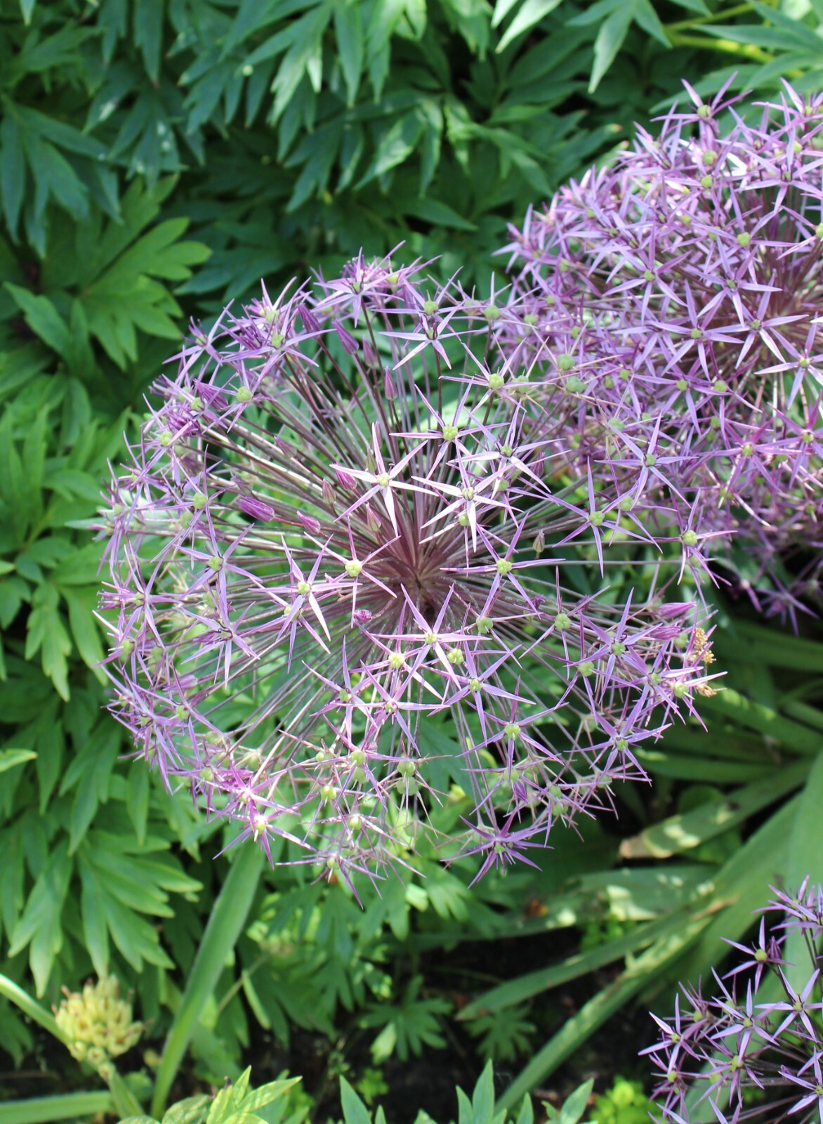 STAR OF PERSIA Seeds *FREE Shipping!* Allium cristophii Persian Onion Seeds