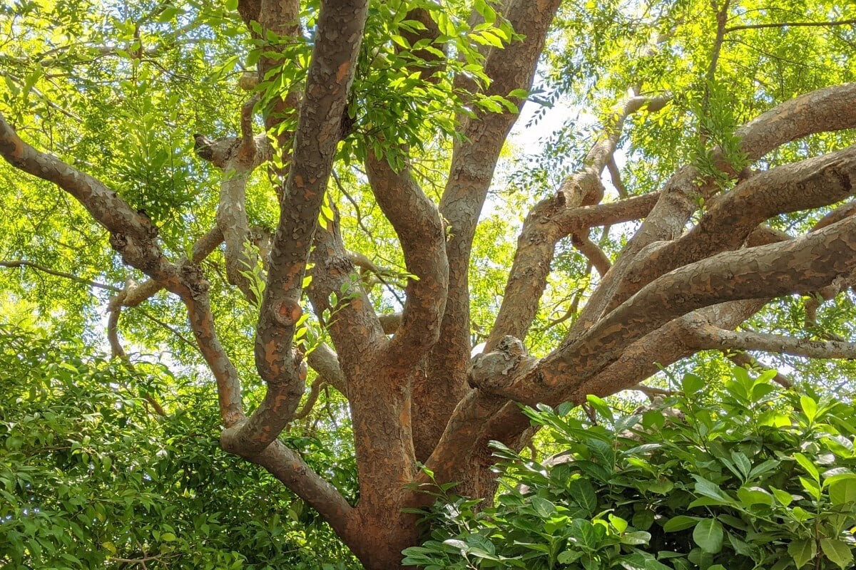 Chinese Elm, Ulmus Parvifolia, Lacebark Elm – 50 seeds 2023 – USA