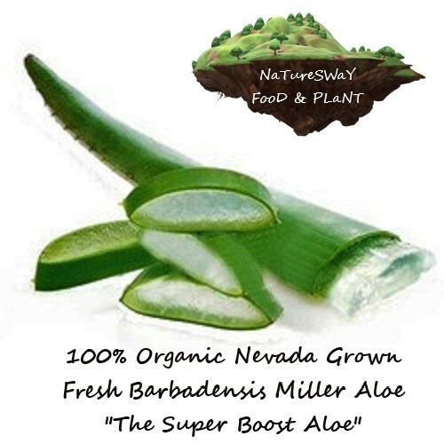 Aloe Vera Gel Barbadensis Organic Leaf, Edible Vitamins Minerals