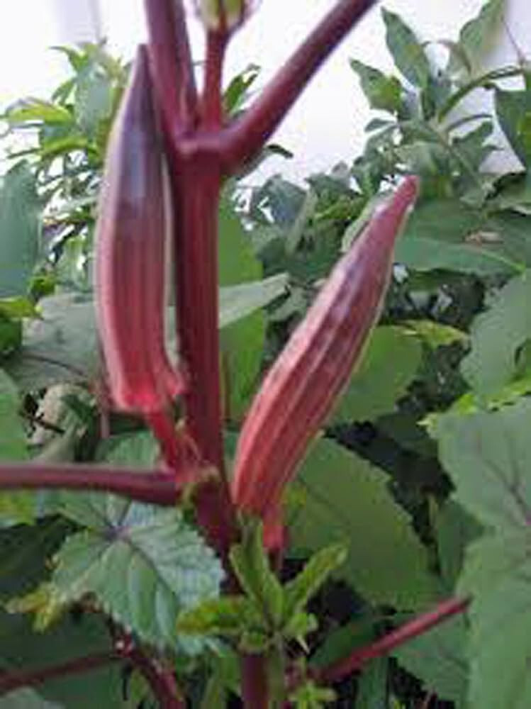 75 RED BURGUNDY OKRA SEEDS FRESH FOR GARDENS