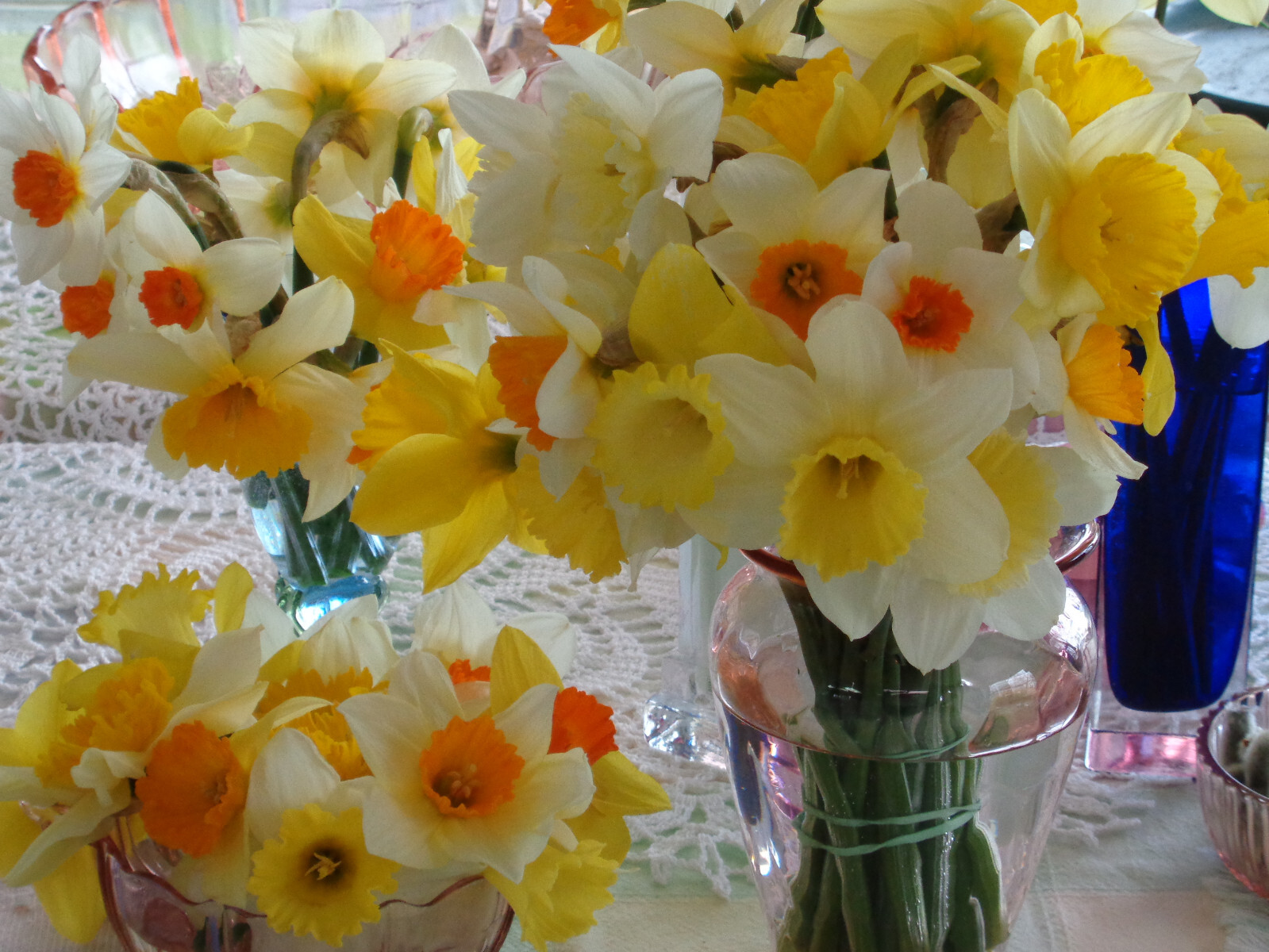500 fresh DAFFODIL SEEDS Narcissus Jonquils PLANT in SUMMER or FALL *PlsREAD*