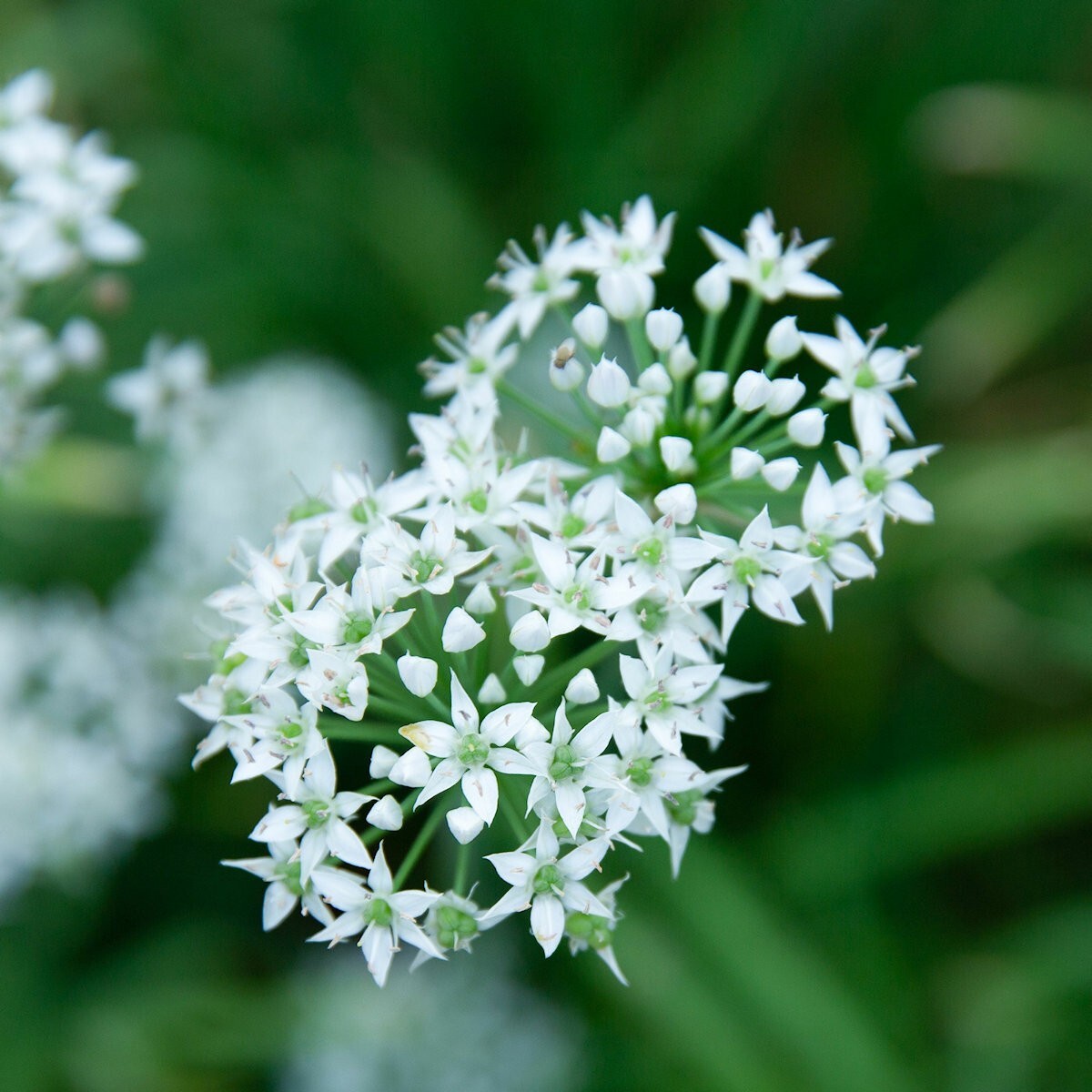 1/4 Lb Garlic Chives Herb Seeds – Everwilde Farms Mylar Seed Packet