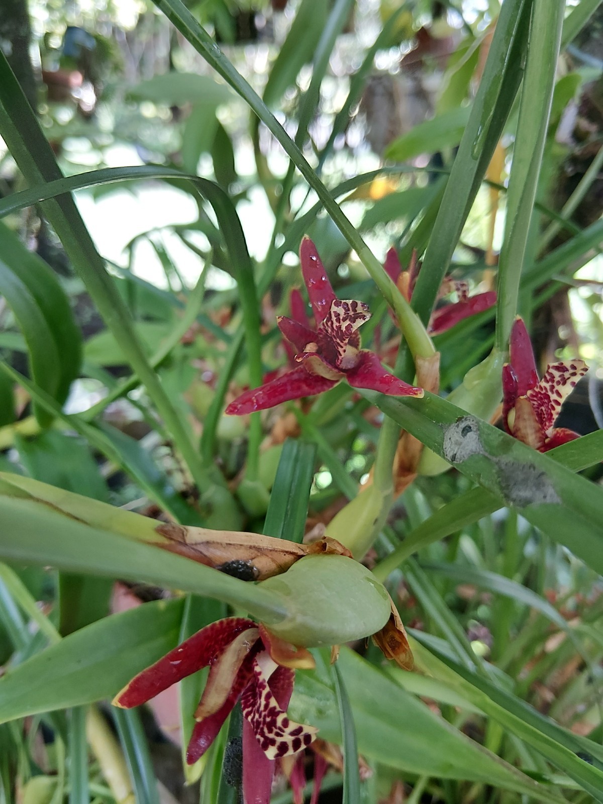 Maxillaria tenuifolia – (2) Coconut Orchid Starter – Fragrant – Easy to Grow
