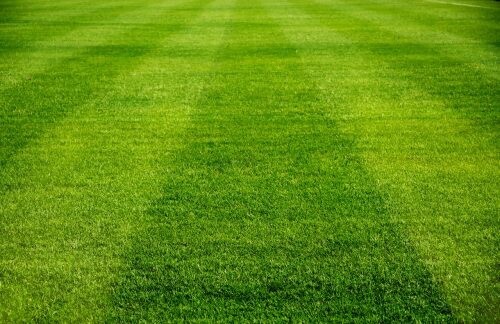 Grass Seed Perennial Ryegrass Blend Lawn Turf Fairway Formula 1 Lb