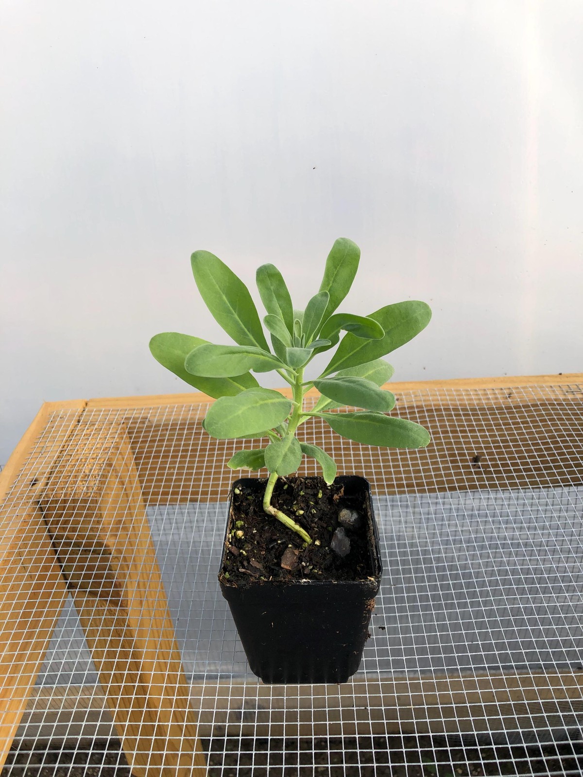 Stock Flower Live Flower Plants – Seedlings/Plugs- 4″- 12″ tall- 30-50 days old,