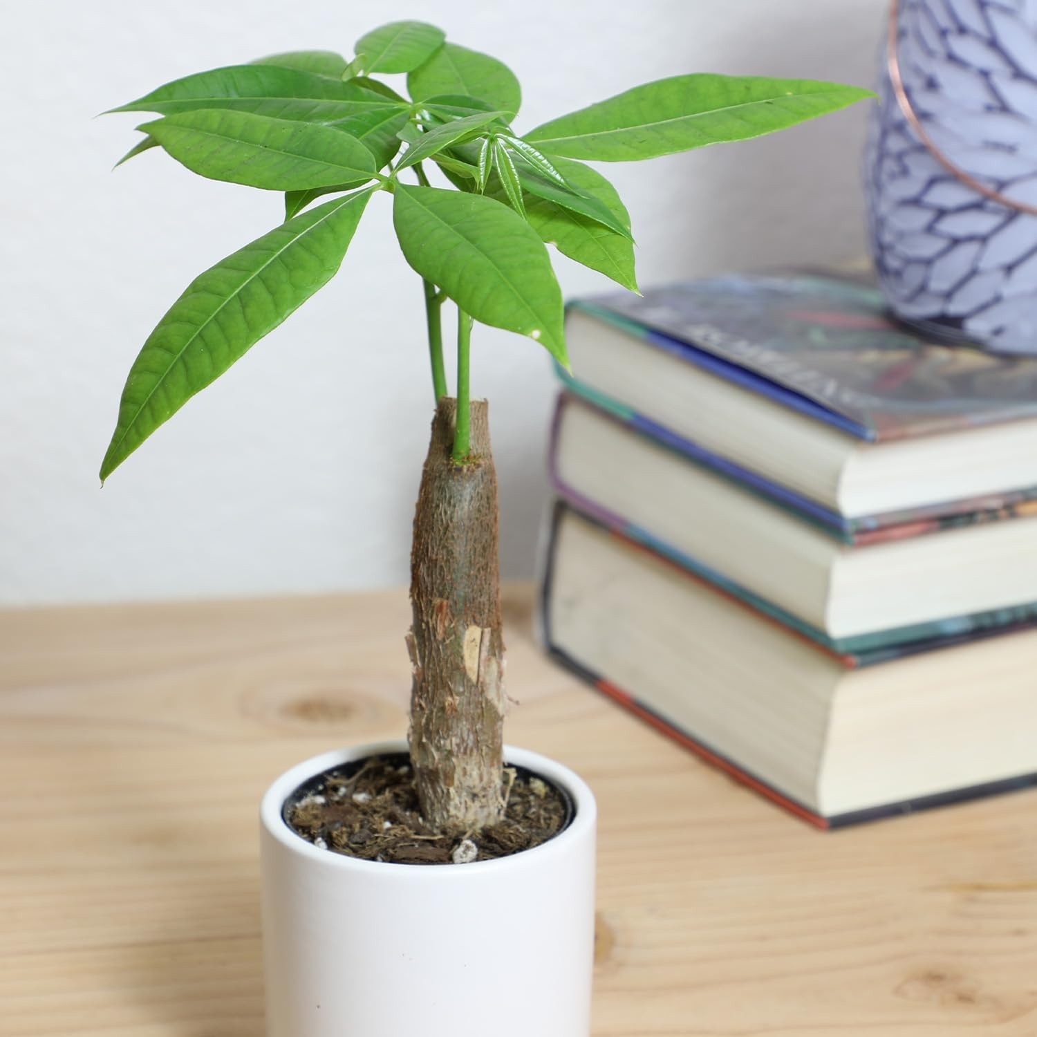 , Live Money Tree Plant, Pachira Aquatica Money Tree, Feng Shui Money Tree Pa…