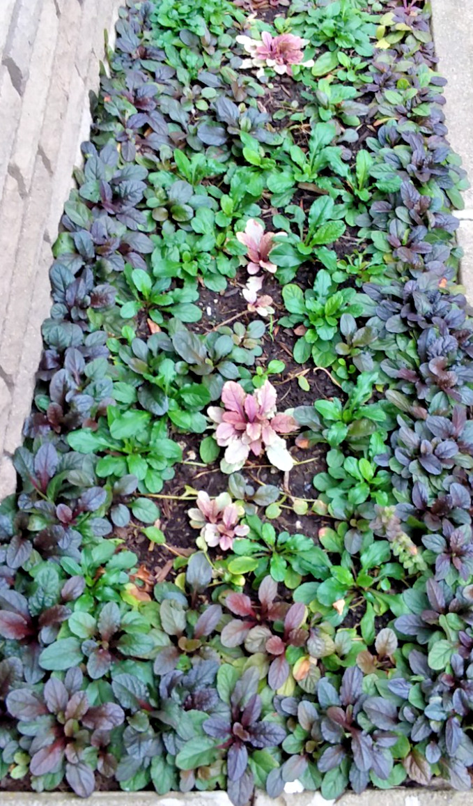 Bugleweed Ajuga Perennial Ground Cover Bare Roots 15 Live Plants Very Healthy
