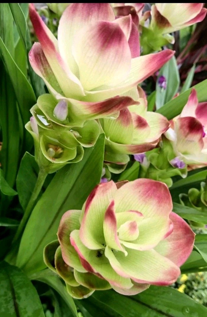 6x Curcuma Alismatifolia -BAREROOT Large YELLOW Siam Tulip – Ginger Summer Tulip