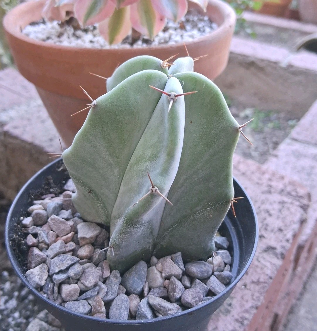 Stenocereus Pruinosis SPIRAL Gray Ghost Cactus Ships In A 4″ Pot!
