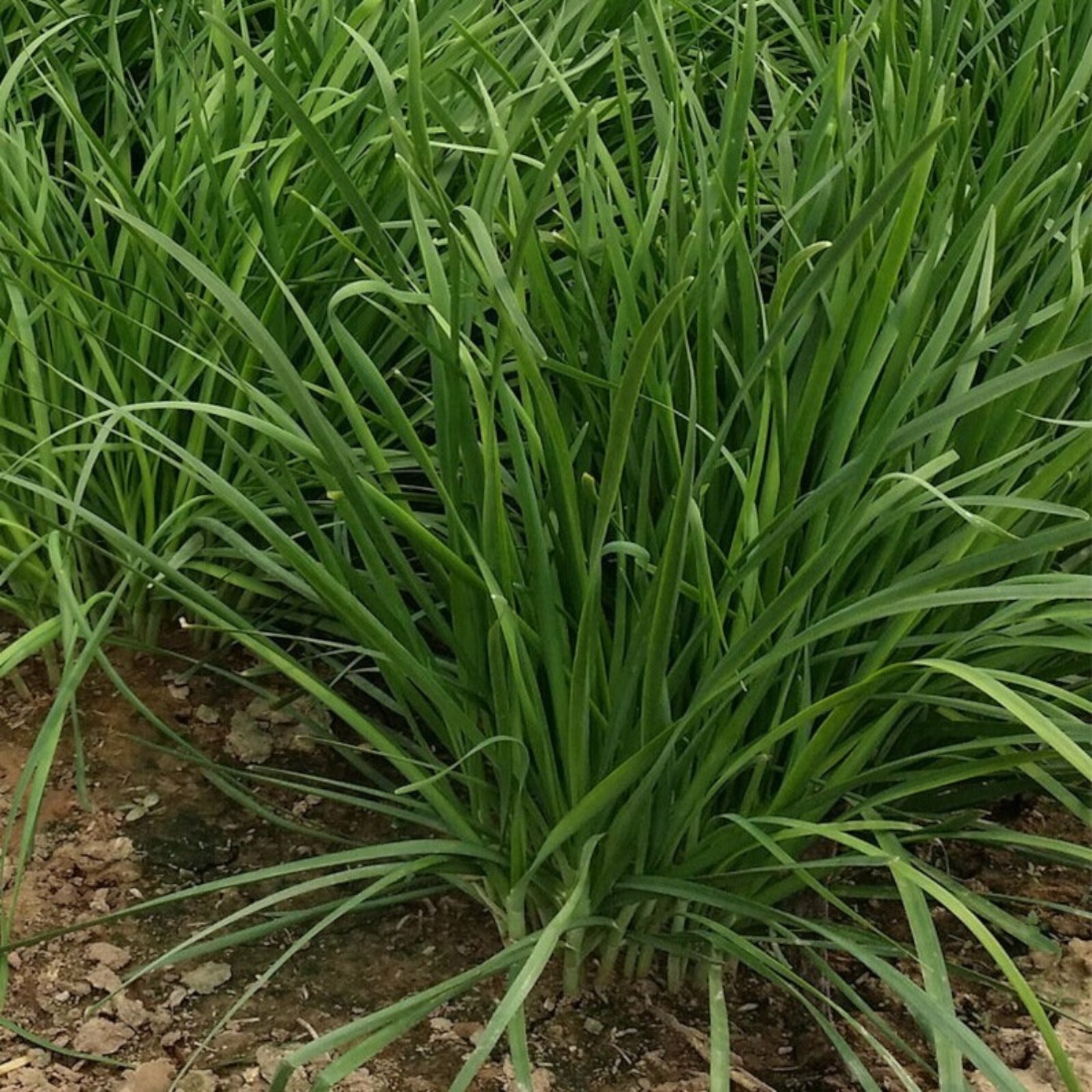 500 Garlic Chive Seeds for Planting – Heirloom, Non-GMO Chinese Chives Vegetable