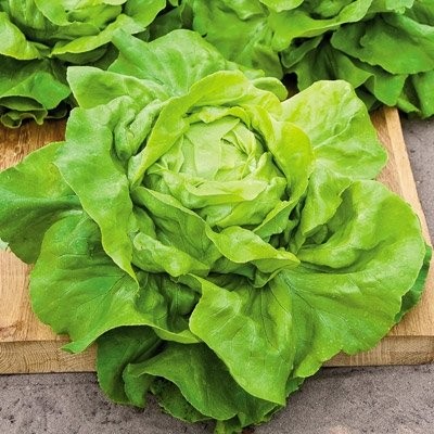 Buttercrunch Butterhead Lettuce Seeds | USA Garden Seed Spinach Crunch Bibb 2024
