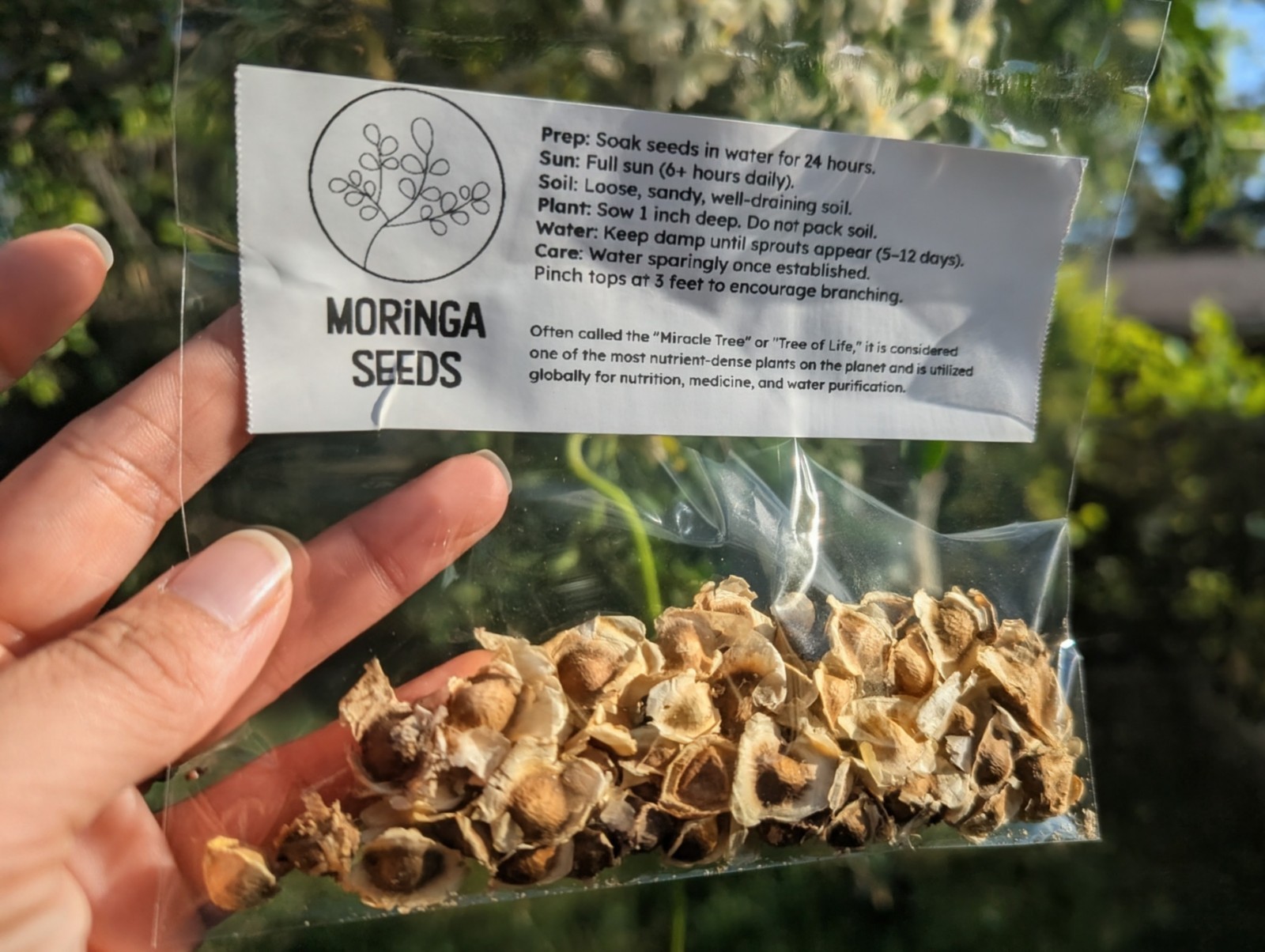 Fresh Harvested Moringa Tree Seeds Florida Grown 25+ Packs Great For Seedlings