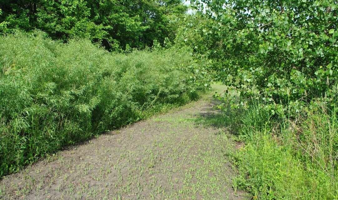 BEST DEAL ON EBAY! 400 Large Austree Willow Cuttings 10″ THICK STOCK
