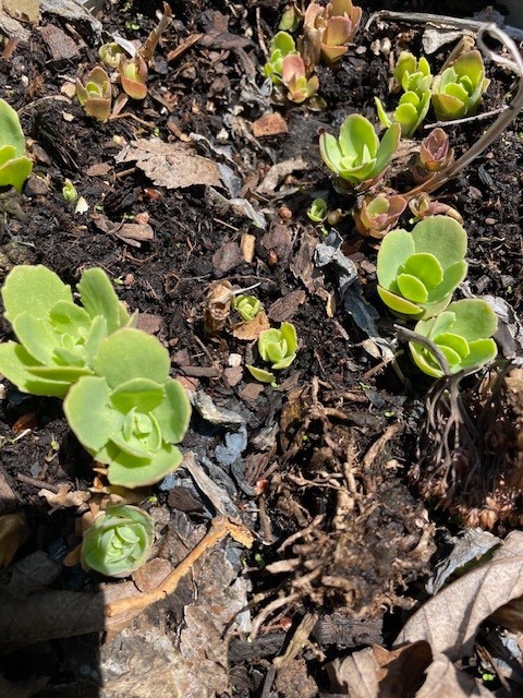 Sedum – Autumn Joy