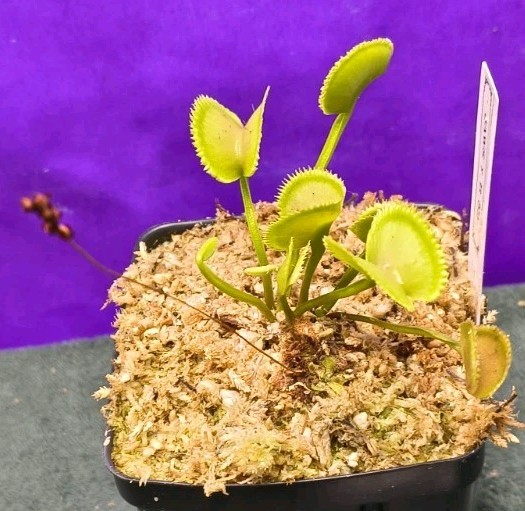 Venus Flytrap JAWS X B52 Large Carnivorous Plant