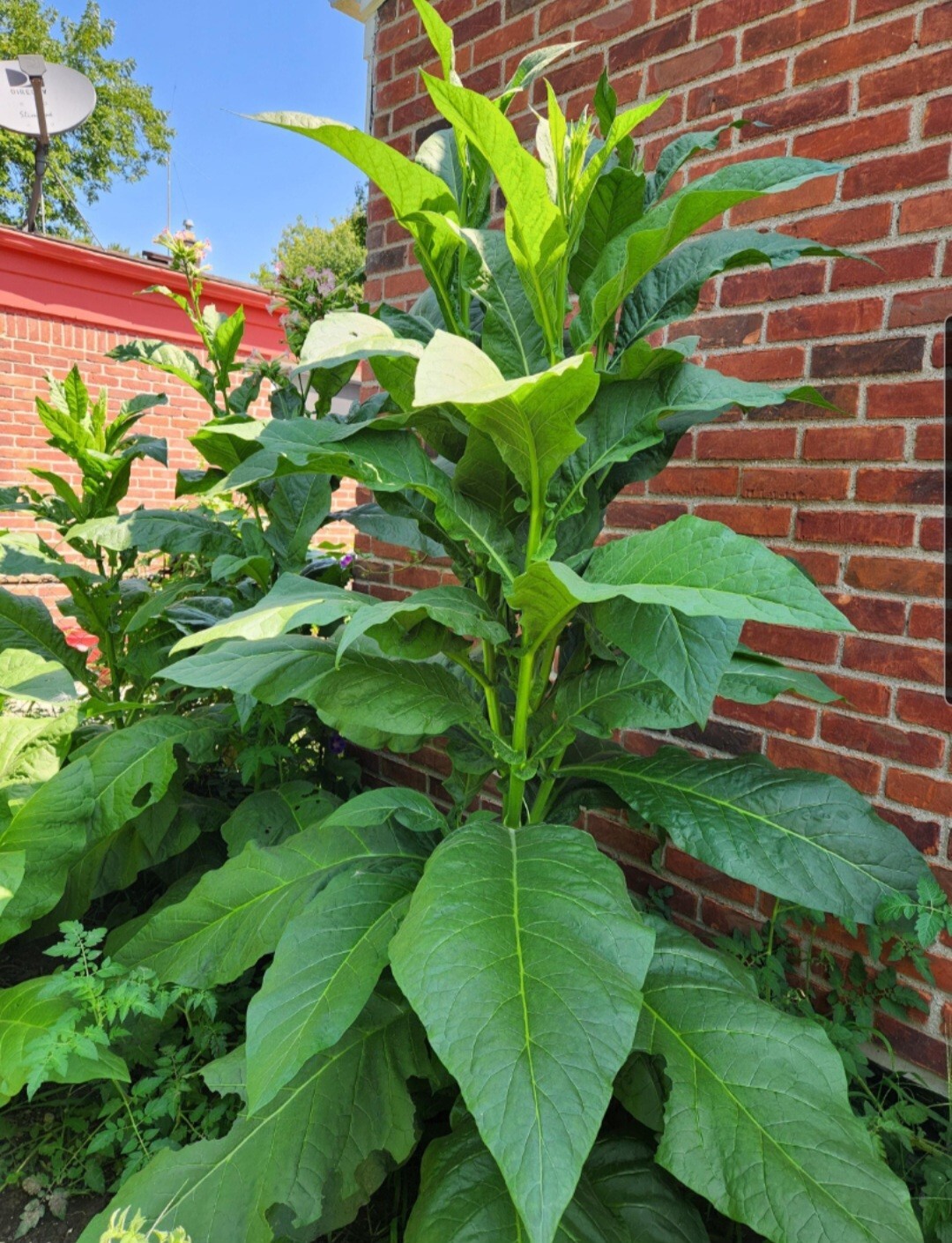 Nicotiana Tabacum (Black Mammoth) Seeds