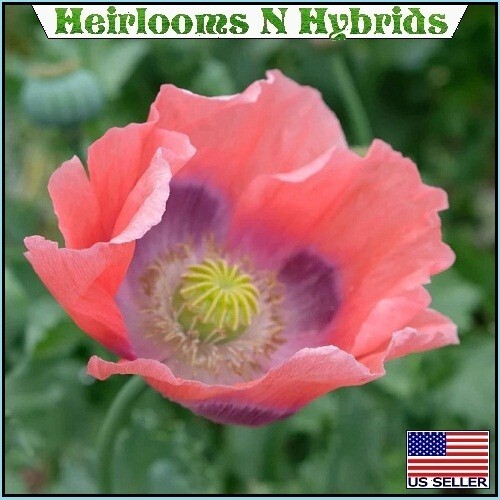 2,500+ The Giant, “Rattler” Papavear Somniferum Giganteum Poppy Seeds Huge Pods