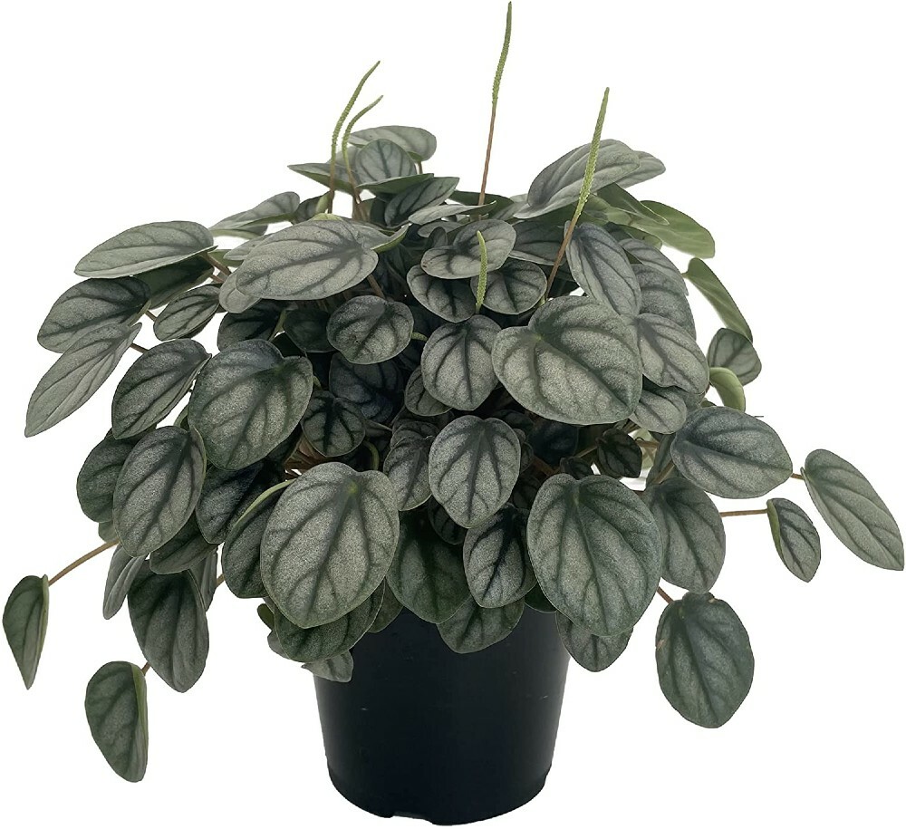 Caperatas Toscanis Littles Peperomia Very Easy To Grow Indoors Live Plant 4″ Pot