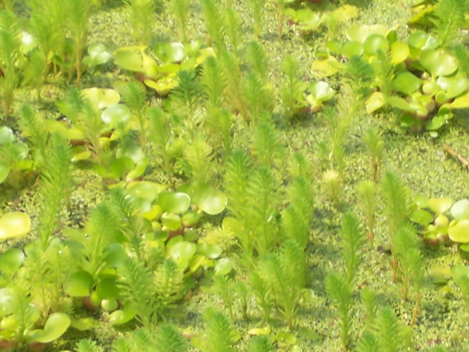 1 CUP DUCKWEED,FISH KOI FOOD,POND PLANT WATER GARDEN BIOFILTER,100%ORGANICGROWN