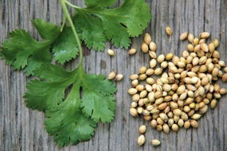 Cilantro 8 oz