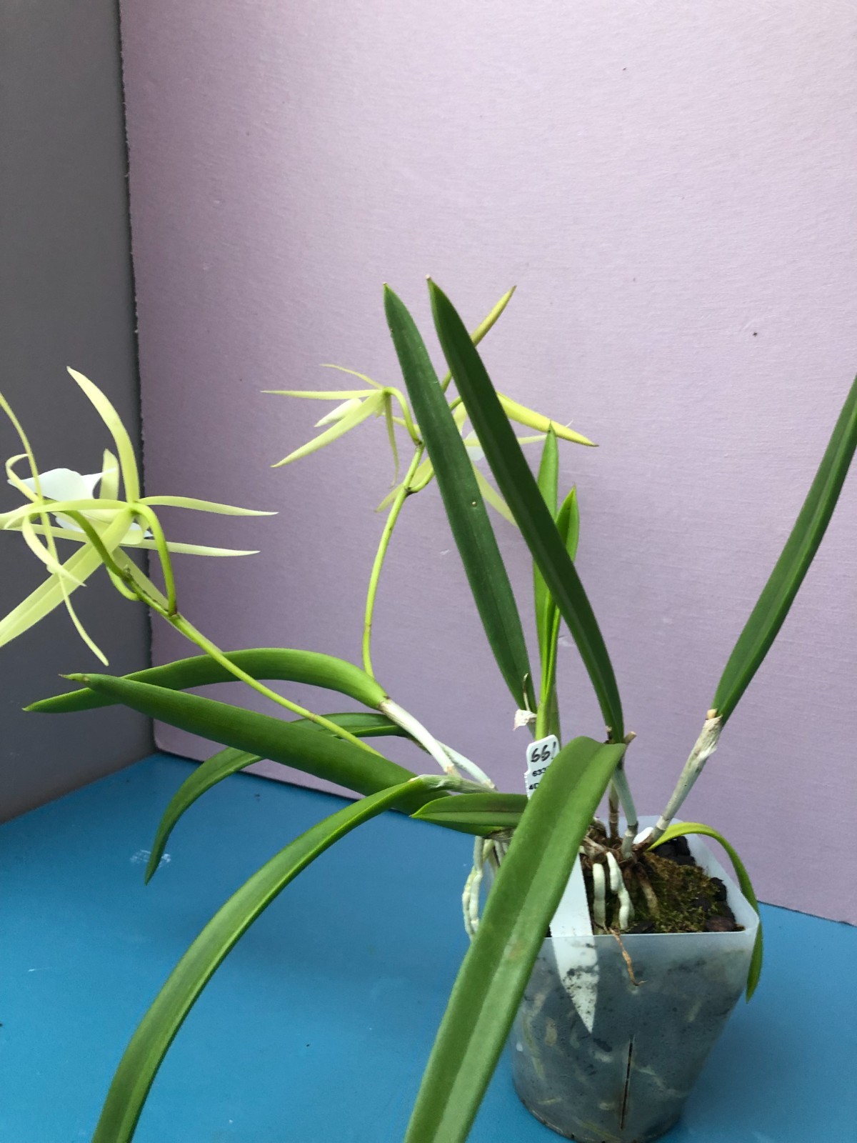 (661-2) B.nodosa (4N x 24088) BS