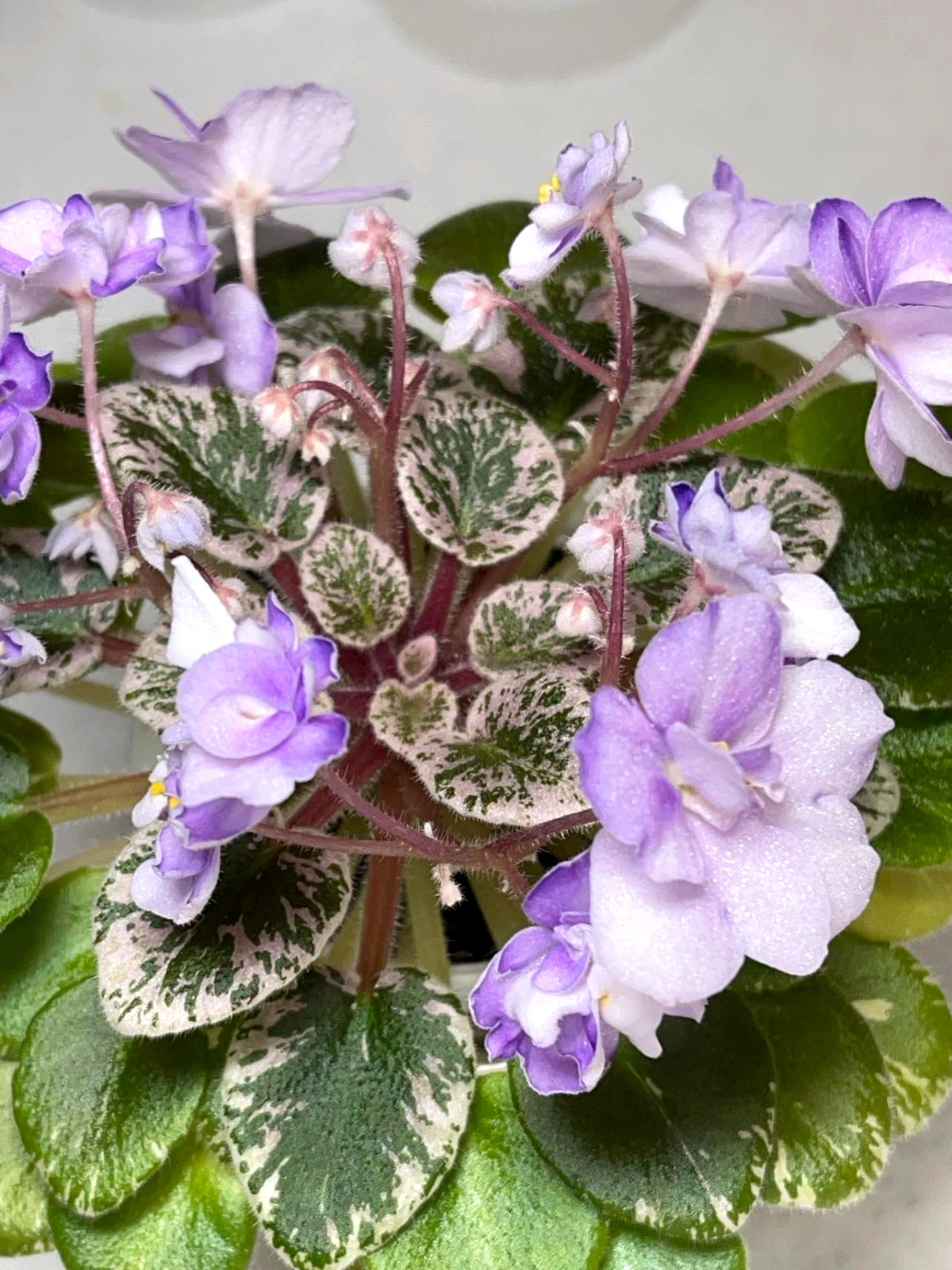2 African Violet Leaves ~ * Toy Castle * ~