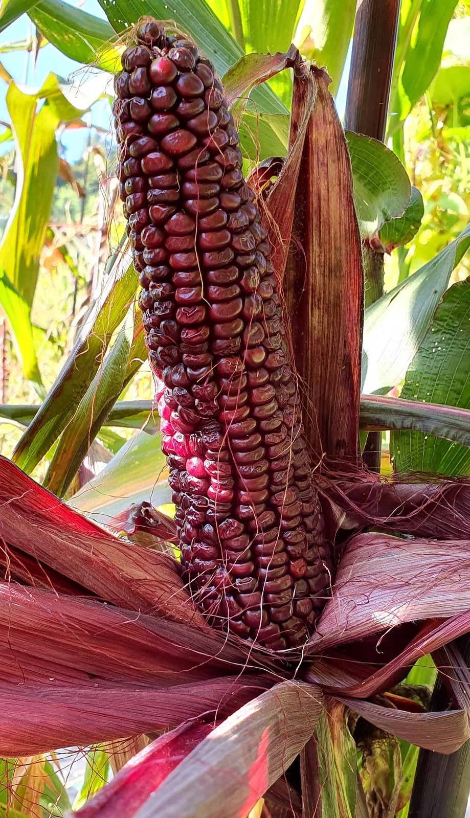 Double Red Sweet Corn Seeds | Purple Husk Stalk Indian Ornamental Dent Seed 2024