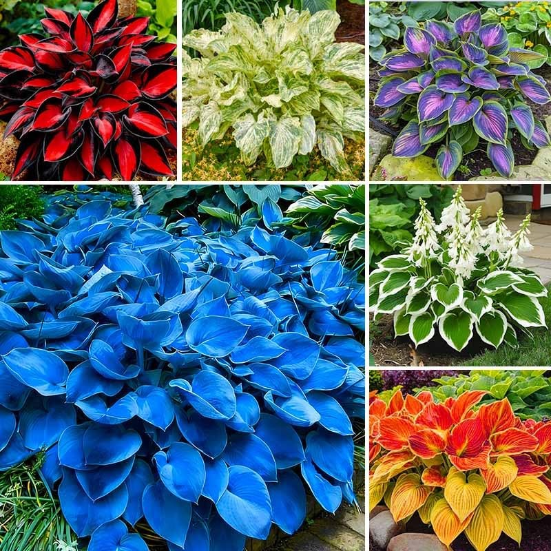 175Pcs Mix Hosta Seed for Planting-Non-GMO Heirloom Plant Seeds Garden…