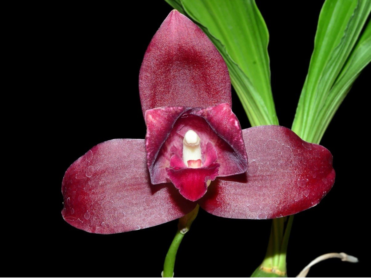 Lycaste Eugene Banzinger Maroon Red White Bloom Size Orchid Hybrid 4” Pot