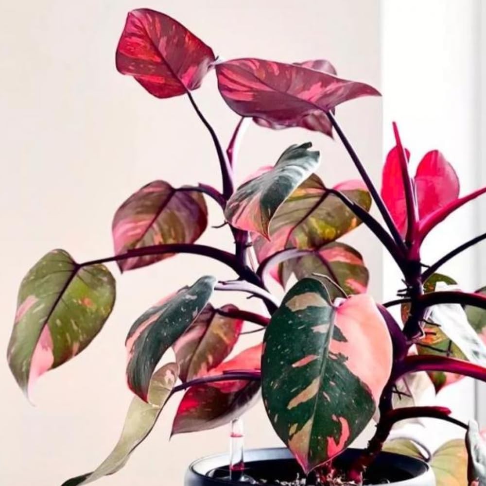 2 Pink Philodendron Plants, Variegated Leaf Houseplant