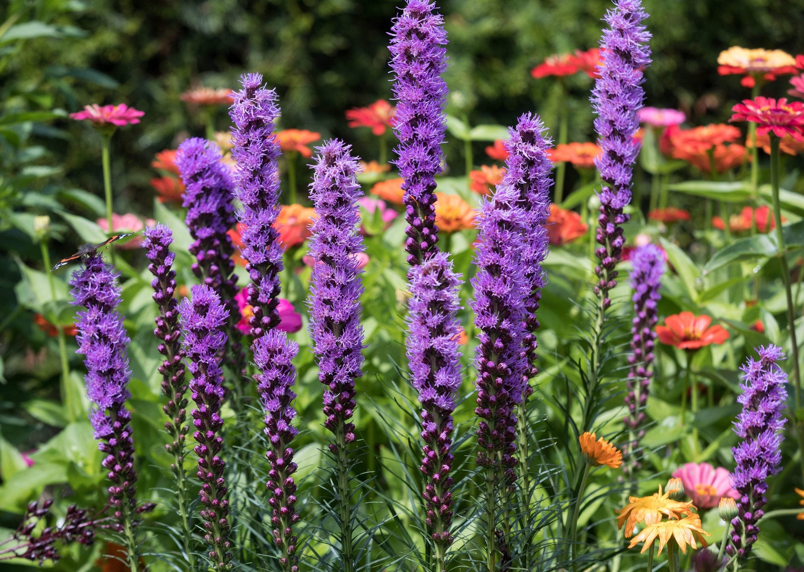 500 PURPLE BLAZING STAR GAYFEATHER LIATRIS Spicata Flower Seeds *Flat S/H